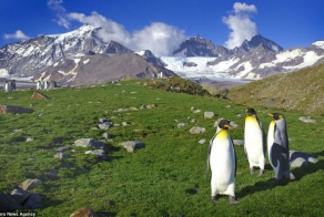 Пингвины живут среди снегов? (7 фото)