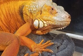 30 доказательств того, что домашние питомцы бывают разными