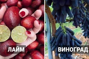 Фотографии овощей и фруктов, которые наверняка вас удивят и заинтересуют