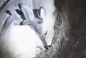 Крепкий и здоровый сон косулей