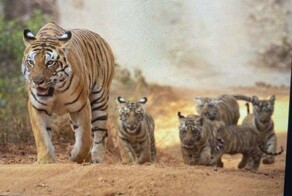 Многодетная мама