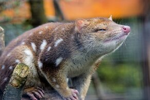 Пятнистые сумчатые куницы довели себя до вымирания, отказавшись от сна из-за секса