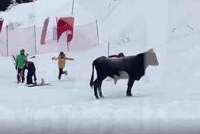 В Сочи бык прибежал на горнолыжный курорт и устроил большой шухер
