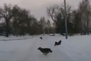 «Бибикай, там ребёнок стоит!»: в Омске отважный мужик на авто ворвался в сквер, чтобы спасти мальчика от стаи бродячих собак