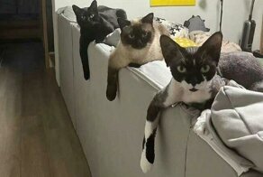 Странные товарищи: 30 уморительных фото с котейками