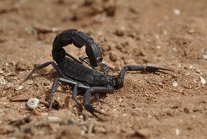 Самые ядовитые скорпионы в мире