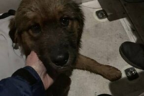 Щенок сбежал с прогулки и прыгнул в реку - хозяйка думала, что больше его не увидит