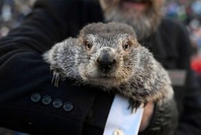 Весны не будет: канадский сурок-предсказатель сдох