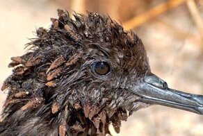 Дерево-убийца, которое расправляется с пернатыми