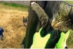 Мужчина спас кота, залезшего на высокий столб