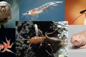 6 животных, которые переживут любой апокалипсис и ядерную войну