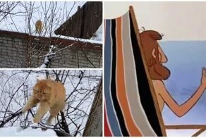 Скоростное возвращение кота домой