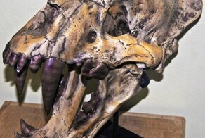 Кошки много не бывает: история древнего ксеносмила