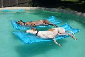 30 тёплых и пушистых комков неподдельного счастья