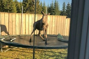 35 неожиданных, но приятных встреч с дикими животными