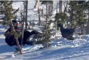 В Шерегеше грозный глухарь атаковал сноубордиста