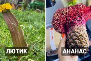 18 примеров фасциации — мутации, которая  поражает воображение