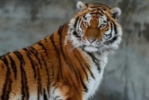 "Мне вас жаль, кожаные": в Приморье тигр встретил людей, а те назвали его "дурочкой"