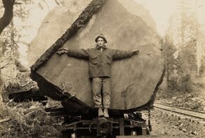 Когда деревья были реально большими: редкие исторические фото, которые сегодня похожи на фантастику