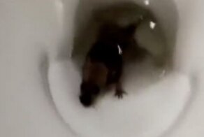 "Я её смываю, а она возвращается!": В Барнауле крыса регулярно посещает мужчину через унитаз