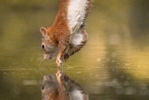 30 фото с белками-гимнастками, которые показывают их гибкость