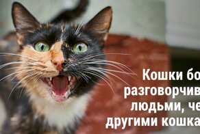 30 разнообразных фактов из серии «Сегодня я узнал»