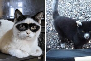 16 котиков с забавными окрасами