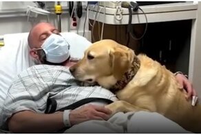 Поддержка от верного четвероногого друга