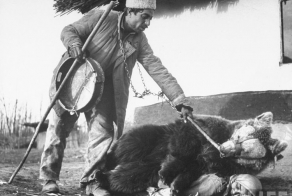 Цыгане используют медведей при ревматизме или любой другой болезни (4 фото)