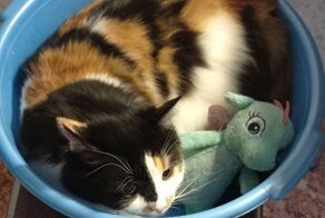 Зверюшки, которые играют в игрушки