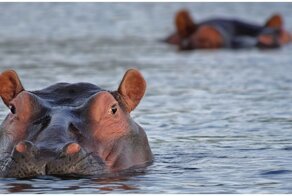 Почему бегемоты не умеют плавать, несмотря на то, что живут в воде