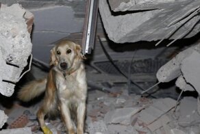 В Турции собака с травмированными лапами нашла 5 человек под завалами