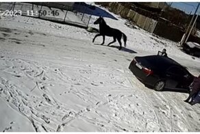 Лошадь неприятно удивила автомобилиста