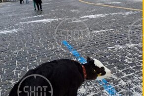 Американку, которая выгуливала телёнка на Красной площади, на 40 лет выдворят из России