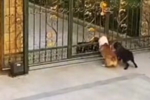 Перебежчик: пёс неожиданно предал своих сородичей