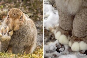 Мягкость и пушистость: 18 фото очаровательных лапок животных