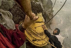 Гигантская пчела: особо агрессивная пчела с уникальным галлюциногенным мёдом