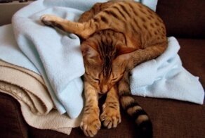 Котофеи, которым нужен экзорцист