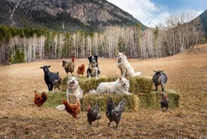 Канадка делает милейшие фотосессии с фермерскими животными