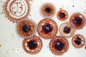 10 странных морских существ, которых обнаружили сравнительно недавно