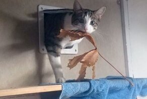 30 животных, которые принесли хозяевам необычные "подарки"