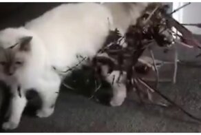 Кошачья прогулка удалась