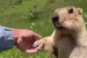На прогулке с новым мохнатым другом