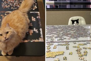 18 фотографий кошек, которые не дают своим хозяевам заниматься самым мирным хобби