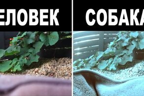 Как животные видят этот мир