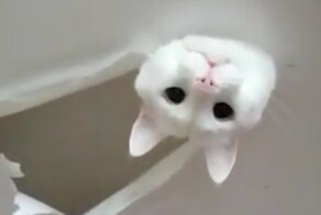 Кот решил проверить качество натяжного потолка в доме хозяина