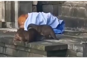 Пушистая банда попыталась ограбить бездомного