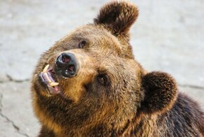 Почему уссурийский медведь самый страшный зверь России?