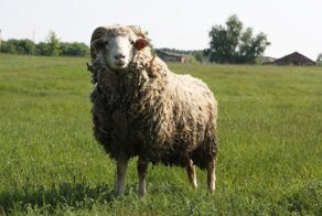 Волк в овечьей шкуре: заключенный в Боливии попытался сбежать из тюрьмы, прикинувшись бараном