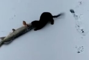 Голодная норка решила украсть щуку у рыбаков